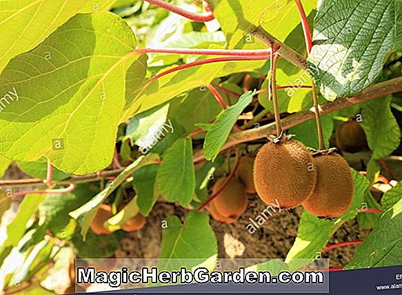 Malus domestica (Hampshire Apfel)