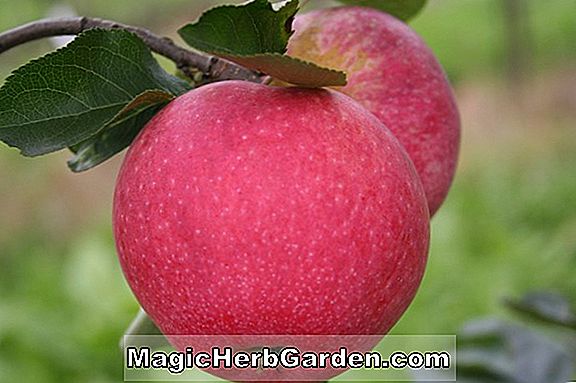 Pflanzen: Malus domestica (roter Apfel) - #2