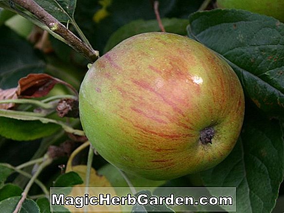 Pflanzen: Malus domestica (süßer köstlicher Apfel)