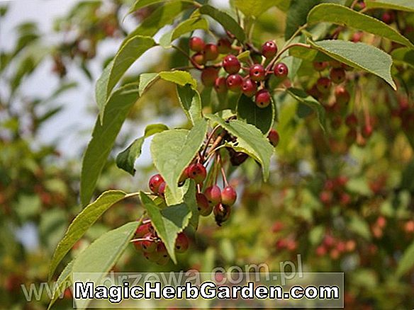 Malus kansuensis (Calva-Ananas) - #2