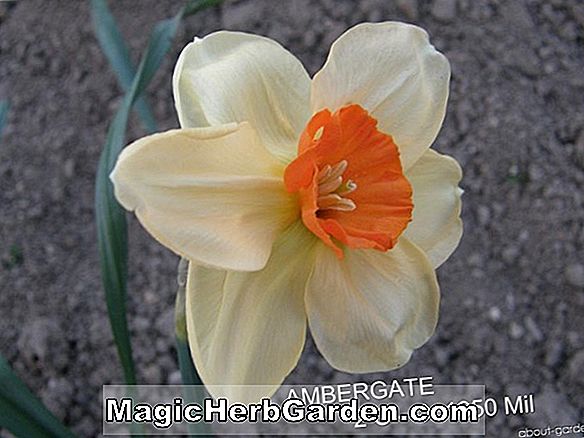 Narcissus (Ambergate)