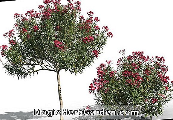 Pflanzen: Nerium Oleander (Rosa Schönheit Oleander)