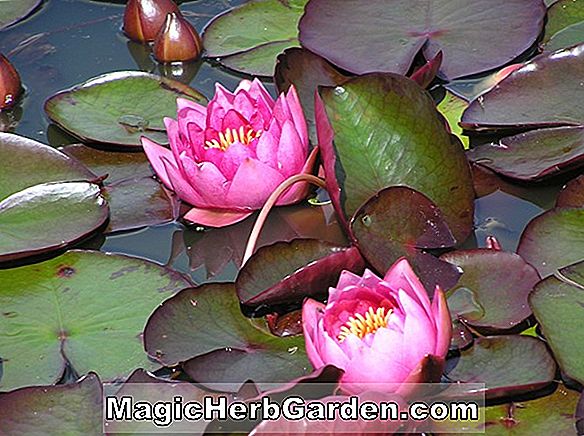 Pflanzen: Nymphaea (Madame Le Page Viger tropische Seerose)