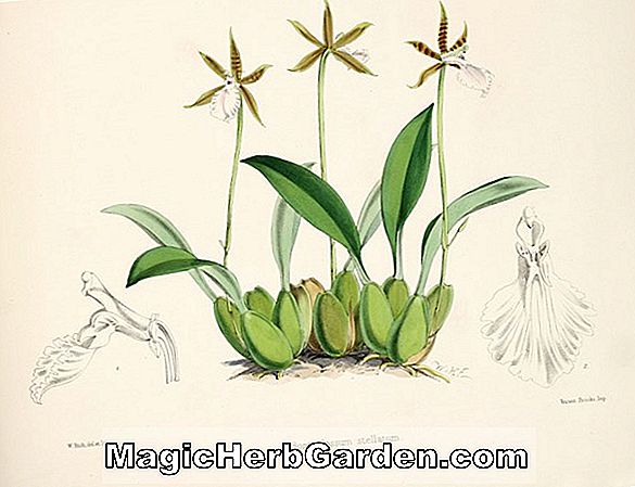 Odontoglossum stellatum (Odontoglossum Orchidee)