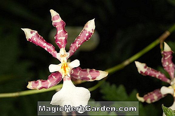 Oncidium tigrinum (Oncidium Orchidee)