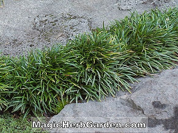 Ophiopogon japonicus (Silberner Drache Mondo Gras)