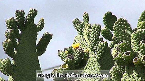 Opuntia moniliformis (Moniliformis Cactus)
