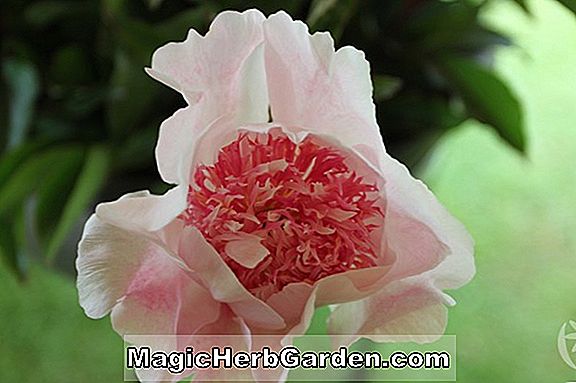 Paeonia lactiflora (Blumenstrauß Perfekte Pfingstrose)