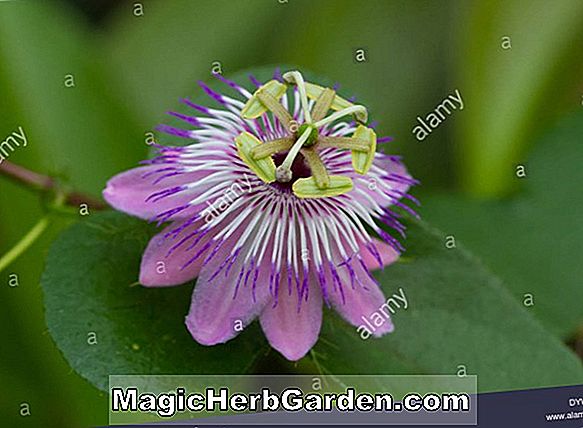 Passiflora racemosa (Rote Passionsblume)