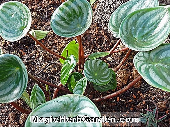 Plantes: Peperomia argyreia (Peperomia de pastèque) - #2