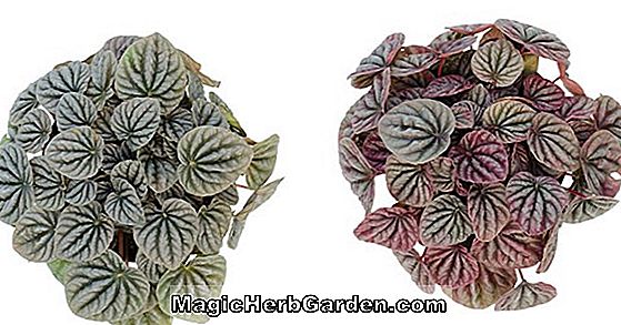 Pflanzen: Peperomia griseoargentea (Efeublatt-Peperomia)