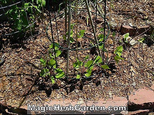 Phaseolus vulgaris (Kentucky Wunder grüne Stangenbohne)
