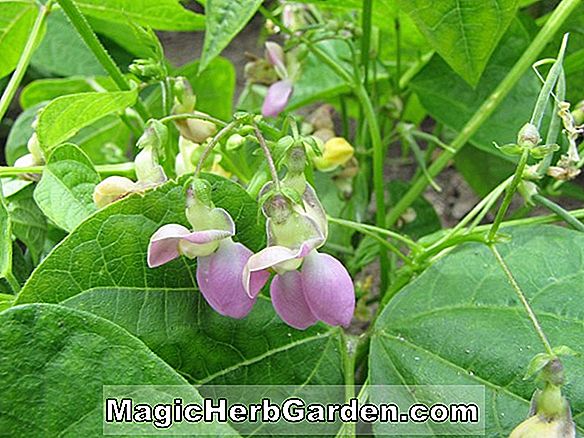 Phaseolus vulgaris (Lila Podded Kletterstange Bean)