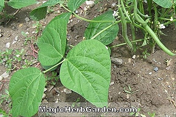 Phaseolus acutifolius (Mayo White Tepary Bean)