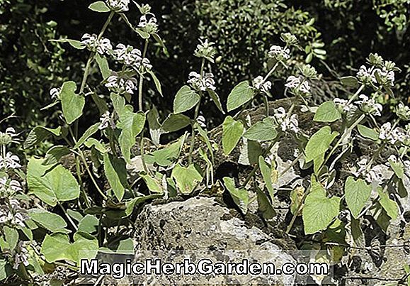 Pflanzen: Phlomis Samia (griechischer Jerusalem Salbei)