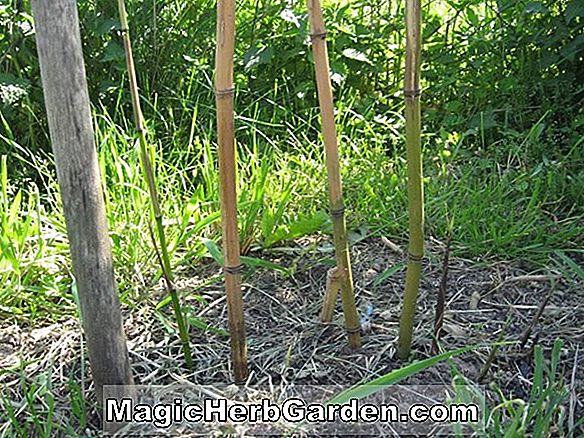 Phyllostachys nuda (Nuda Bambus) - #2