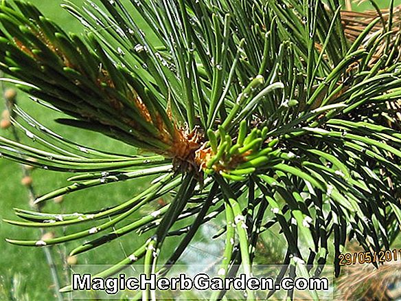 Pinus aristata (Hickory-Kiefer)