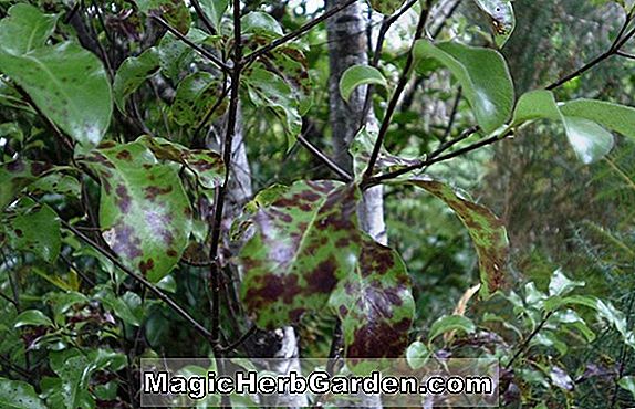 Pflanzen: Pittosporum tenuifolium (Goldener König Kohuhu)