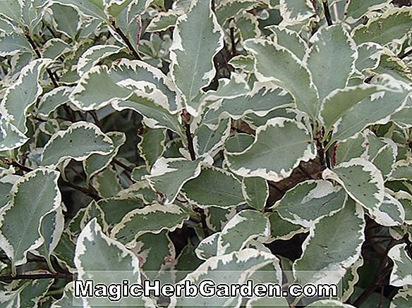Növények: Pittosporum tenuifolium (Nigránok Kohuhu) - #2