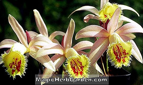 Pleione praecox (Pleione Orchid)