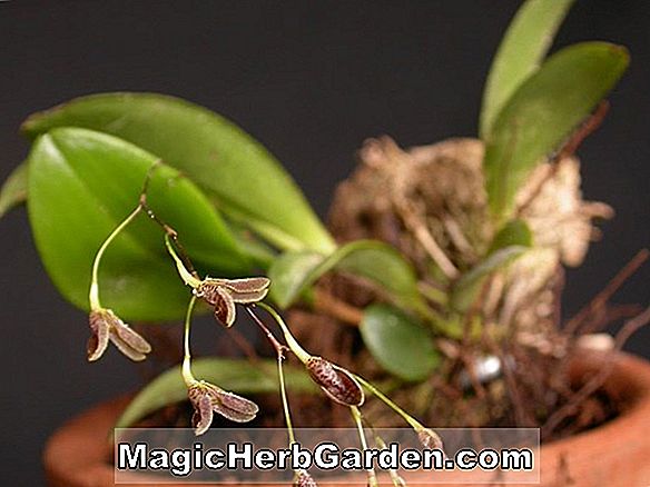 Pflanzen: Pleurothallis glandulosa (Pleurothallis-Orchidee)
