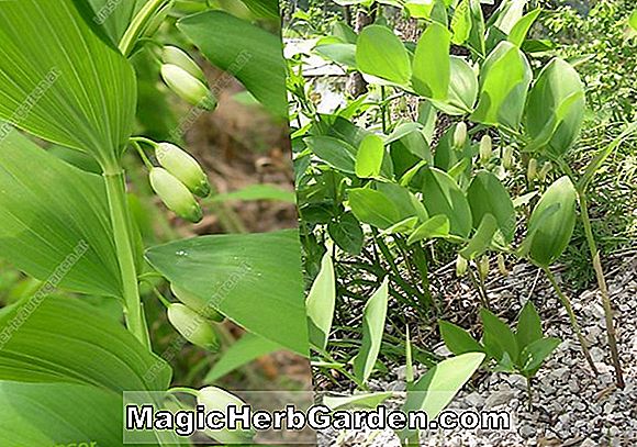 Pflanzen: Polygonatum odoratum (Wohlriechendes Salomonssiegel)