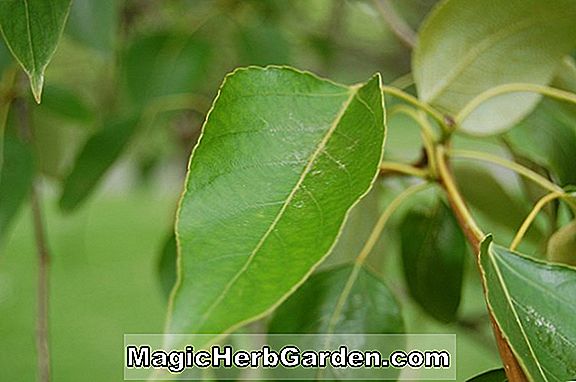 Populus trichocarpa (Schwarzer Pappel) - #2
