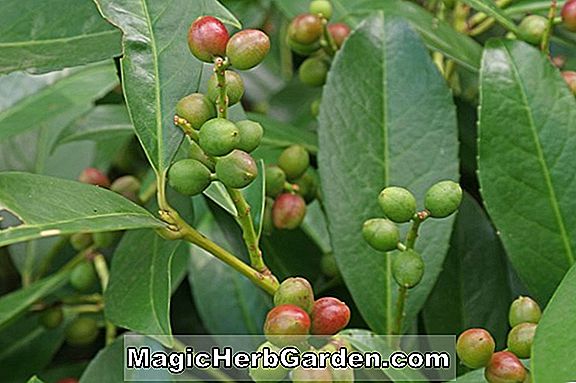 Pflanzen: Prunus (Sam Süßkirsche)