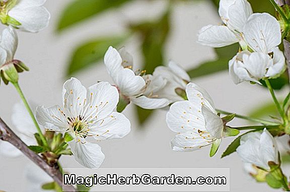 Növények: Prunus serrulata (hóvirág japán virágzó cseresznye)