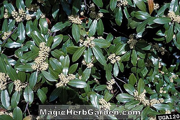 Pflanzen: Prunus caroliniana ('Hell' N Tight 'Carolina Kirsch Lorbeer) - #2