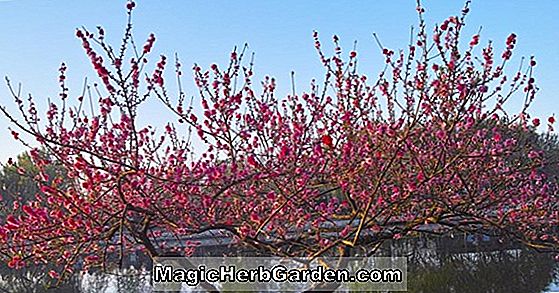 Prunus persica (Stark Earliglo Peach)