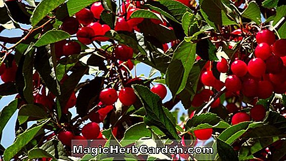 Prunus tomentosa (Nanking-Kirsche)