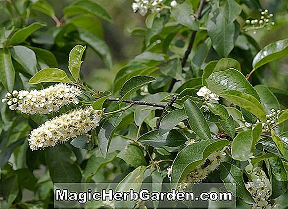 Prunus virginiana (Gemeine Choke-Kirsche)