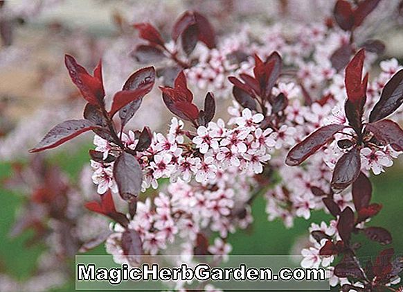 Prunus x cistena (Minnesota Rotpurpurblättrige Sandkirsche)