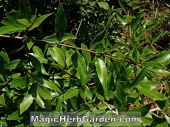 Pflanzen: Quercus hemisphaerica (Lorbeereiche)