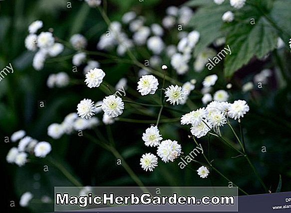 Ranunculus acris (Große Flore Pleno Butterblume)