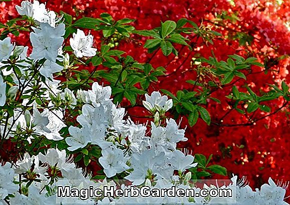 Rhododendron (Kiono Kami Kurume Azalea)