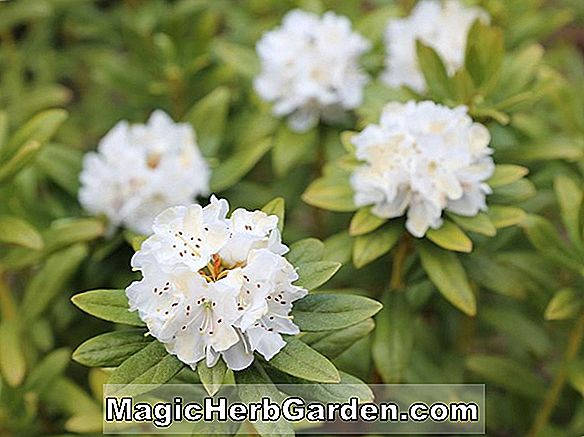 Plantes: Rhododendron (Louis Endtz Mollis Hybride Azalée)