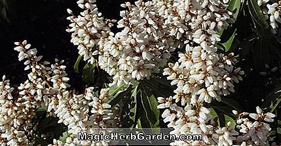 Rhododendron (Lunar Sea Greenwood Hybrid Azalee) - #2