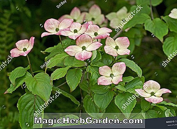 Rhododendron (Miss Louisa Hunnewell Mollis Hybride Azalee) - #2