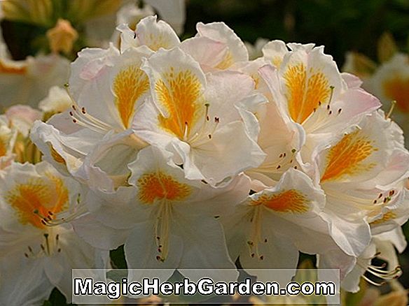 Rhododendron (Firecrest Knap Hügel Azalee)