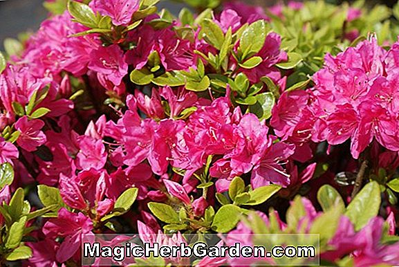 Rhododendron (Kermesina Kurume Azalea) - #2