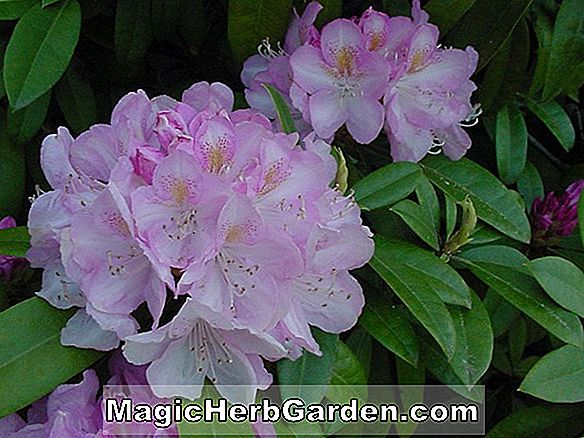 Rhododendron ('Purple Splendor' Giebelhybride Azalee)