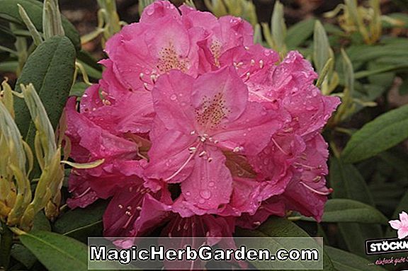 Rhododendron (Reines Gold Exbury Azalea) - #2