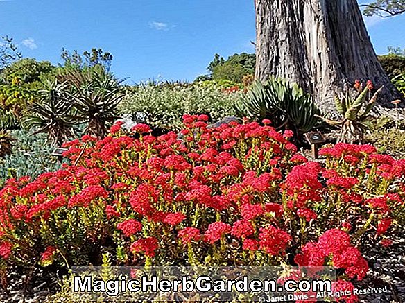 Rhododendron (Avon Knap Hügel Azalee) - #2