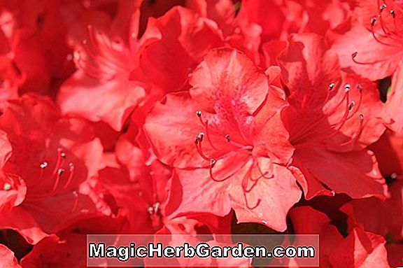Rhododendron (Rote Perfektion Mollis Azalee)