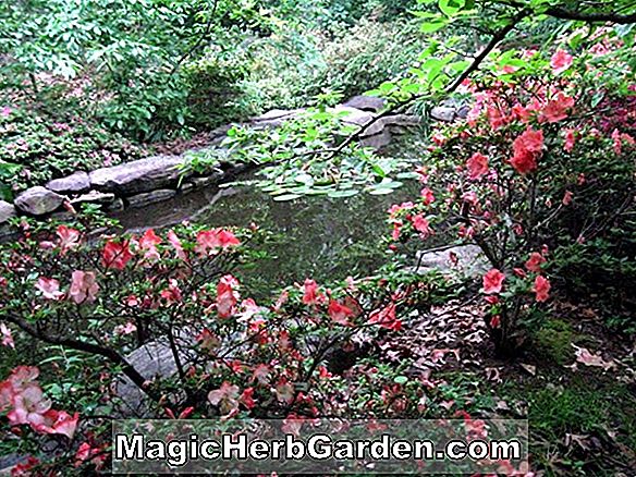 Pflanzen: Rhododendron (Robin Hill Gillie Hybride Azalee) - #2
