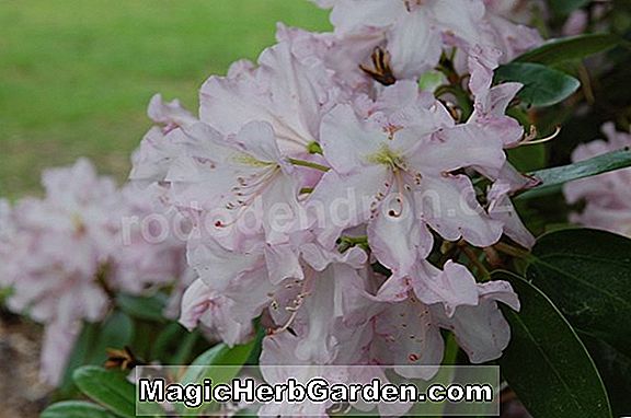 Rhododendron (Rose Marie Ghent Hybride Azalee) - #2