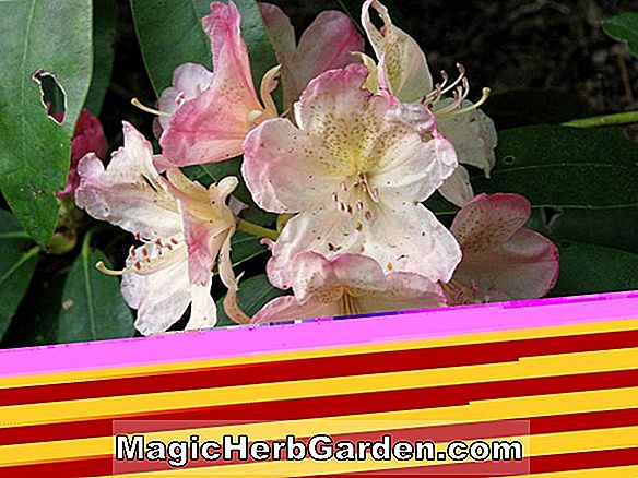 Rhododendron (Rudyard Kipling Mollis Hybrid Azalee) - #2