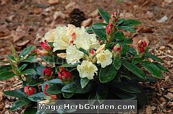 Rhododendron (Safran Mollis Hybride Azalee)